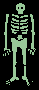 skeleton